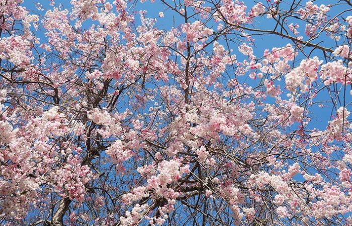 満開の花
