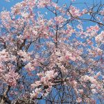 桜の季節を満喫