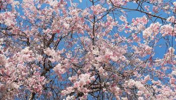 桜の季節を満喫