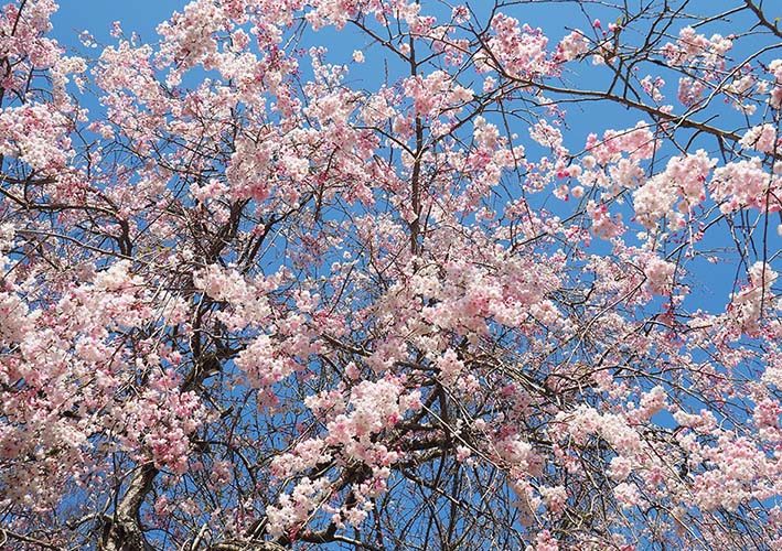 満開の花